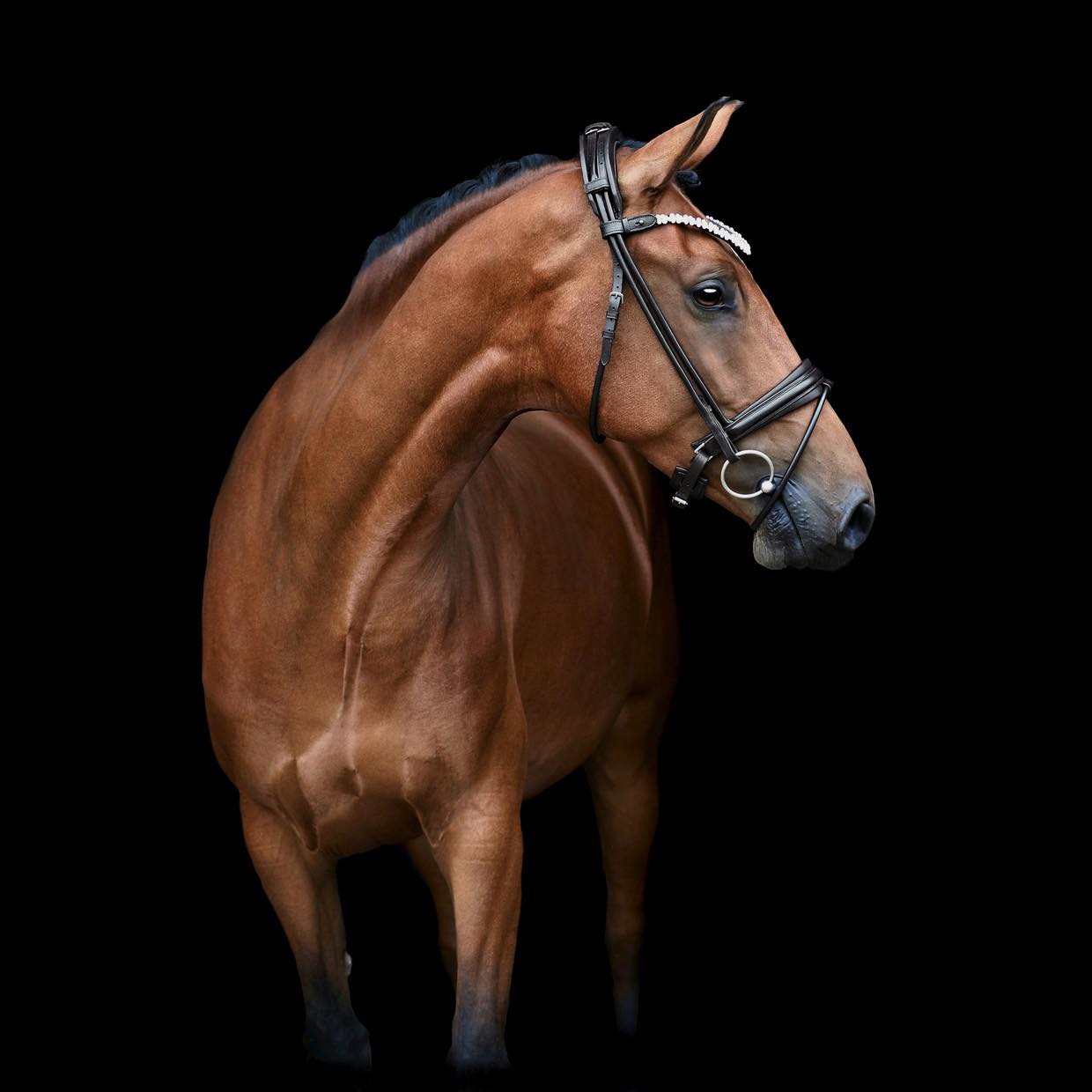 Romanov Rolled Bridle